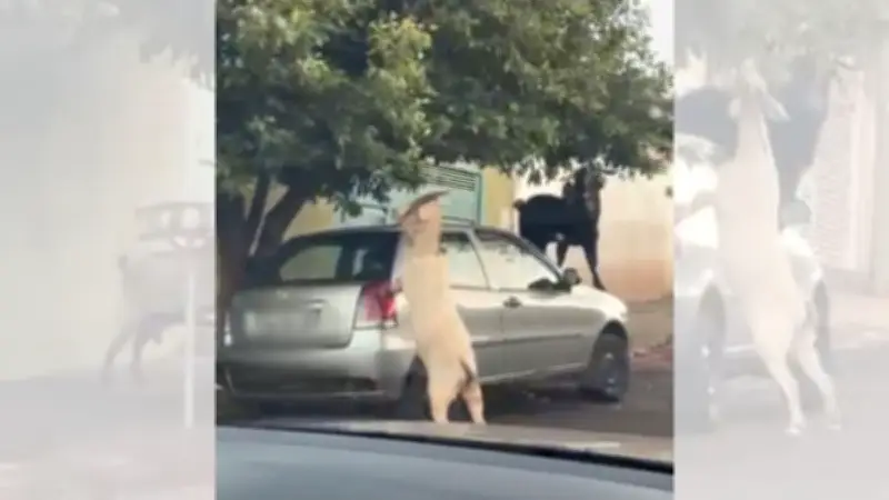 Bodes usam carro como escada para comer folhas em Bauru; vídeo