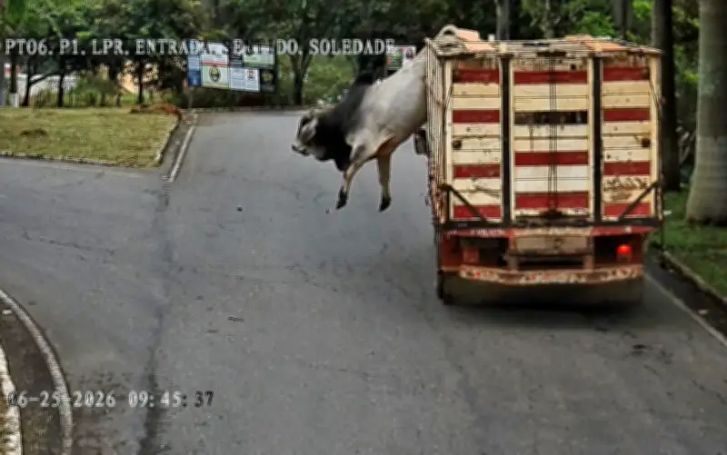 Boi foge de caminhão, fere homem e é abatido pela PM em MG