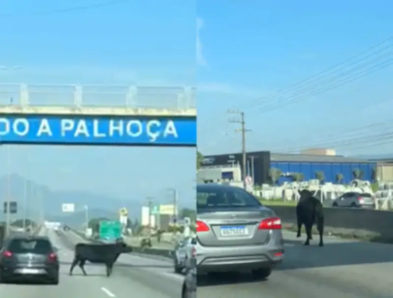 Boi solto atravessa BR-101 em Palhoça e mobiliza motoristas na Grande Florianópolis