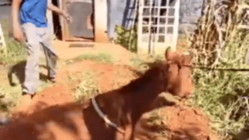 Bombeiros cavam rampa e cavalo sai sozinho de fossa de 2 metros em Uberlândia