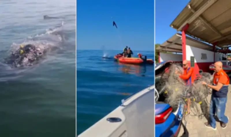 Bombeiros resgatam baleia presa em rede de pesca em Rio das Ostras