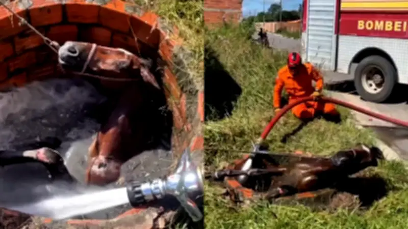 Bombeiros resgatam cavalo preso em fossa em Chapadinha
