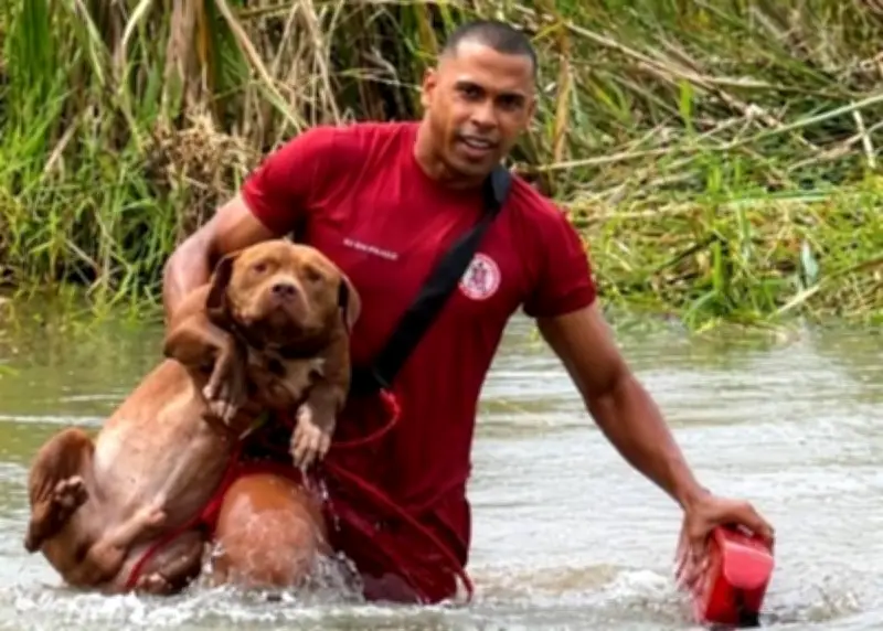 Bombeiros resgatam dois pitbulls ilhados em lagoa na Bahia