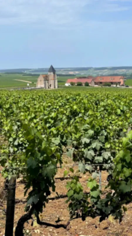 Borgonha: 32 mil hectares de vinhedos e 3,4% da produção francesa