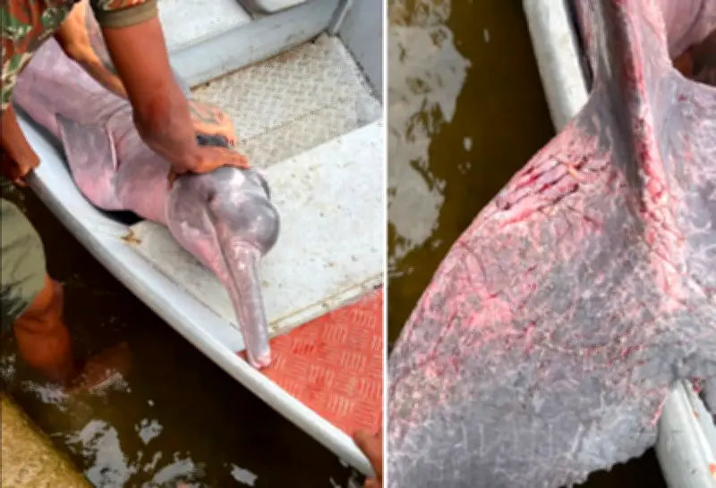 Boto-cor-de-rosa resgatado em Marabá é solto no rio Tocantins