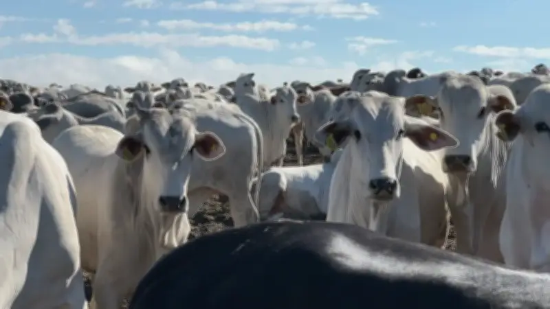 Brasil cria protocolo para exportar carne bovina à UE sem antimicrobianos