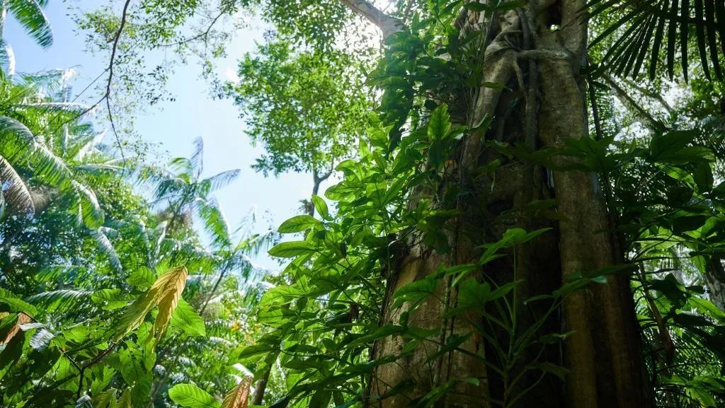 Brasil reduz desmatamento em 42,4% e lidera queda global na perda de florestas tropicais