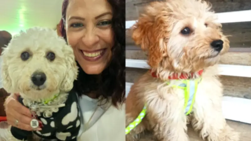 Busca por pets em Petrolina: tutores oferecem até R$ 2 mil de recompensa