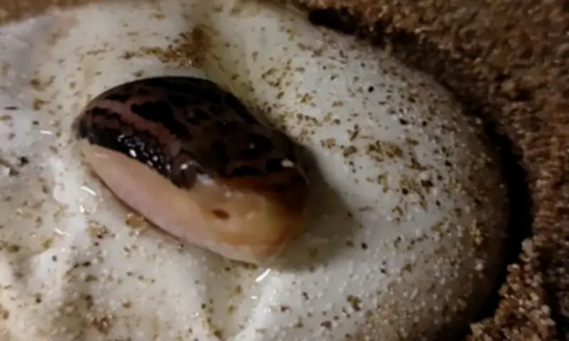 Butantan reproduz em cativeiro maior serpente peçonhenta das Américas