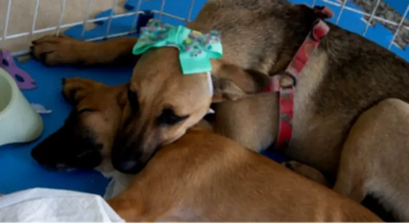 Cabo Frio realiza Feira de Adoção de Cães e Gatos neste sábado