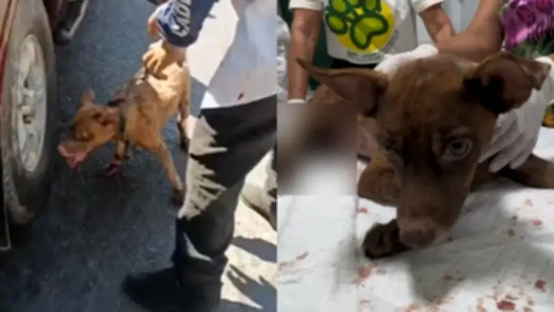Cachorro arrastado por carro em Teresina é resgatado e tratado pela Apipa