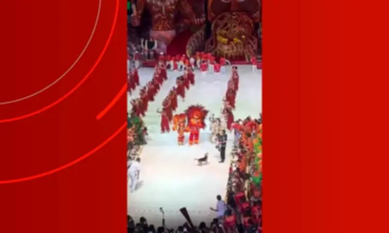 Cachorro caramelo invade apresentação do Boi Garantido no Festival de Parintins