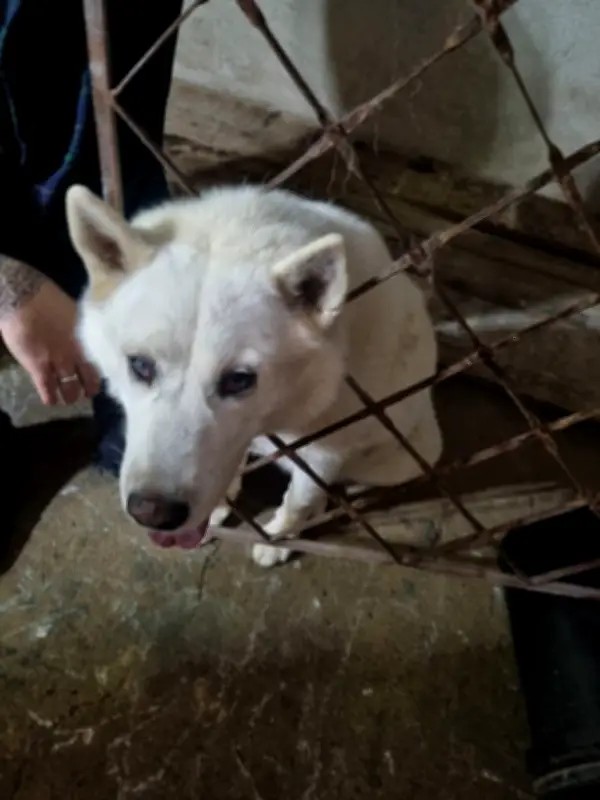 Cachorro com cabeça presa em grades é resgatado em Formiga