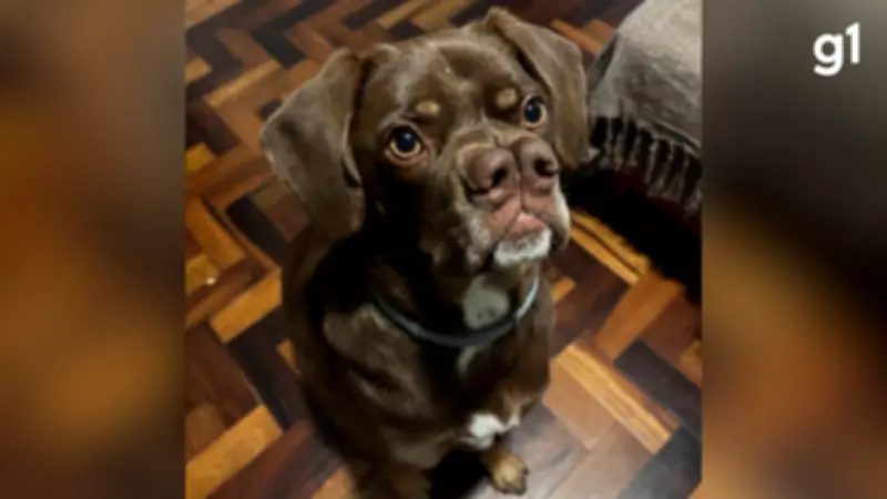 Cachorro com 'dois narizes' viraliza na internet após adoção em Novo Hamburgo