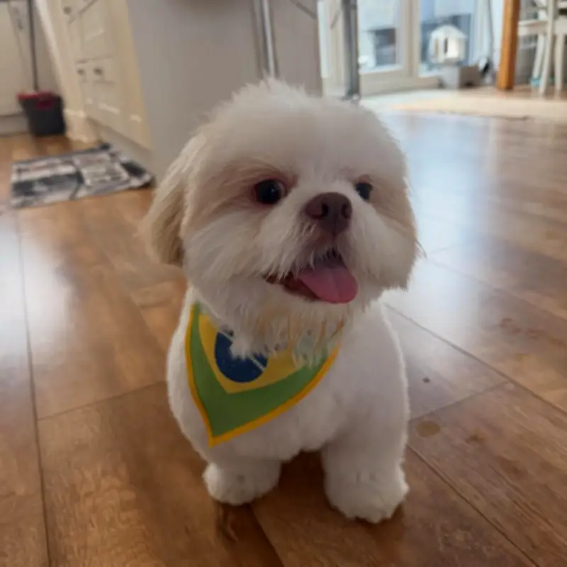 Cachorro de Rayan vai para creche na Inglaterra durante a Copa
