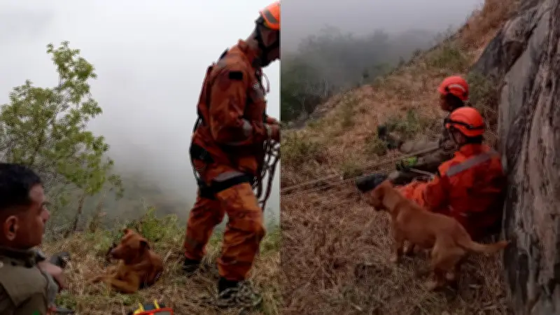 Cachorro fica 17 horas ao lado de bombeiros durante resgate de tutor no CE