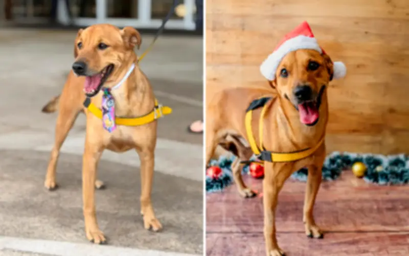 Cachorro Gaara, após quatro feiras de adoção, é acolhido por Graciele Lacerda e Zezé di Camargo