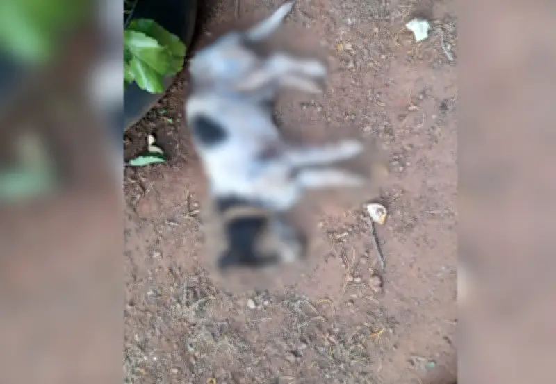 Cachorro morre atacado por pitbulls em Palmas; idosa tutora está abalada