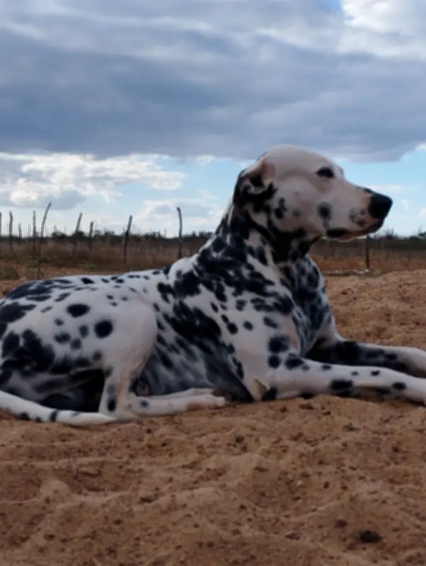 Cachorro Pingo é morto a tiros e tem corpo queimado em Santa Maria da Boa Vista