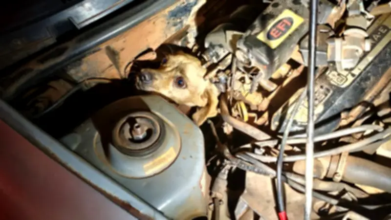 Cachorro preso em motor de carro é resgatado em Araguari