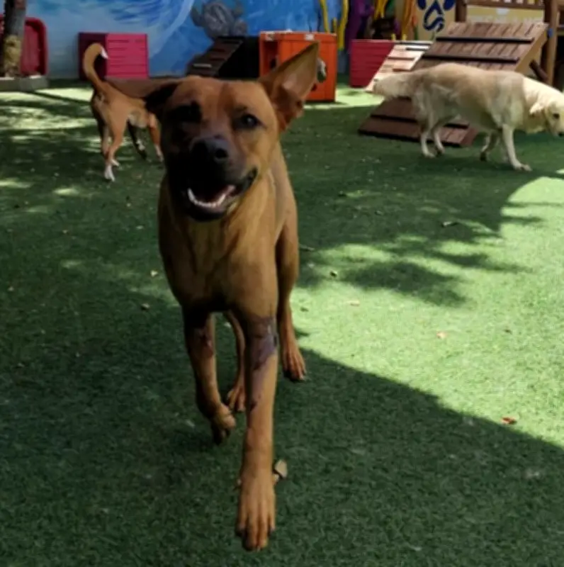 Cachorro resgatado será primeiro pet em mesa de honra na Câmara do Rio