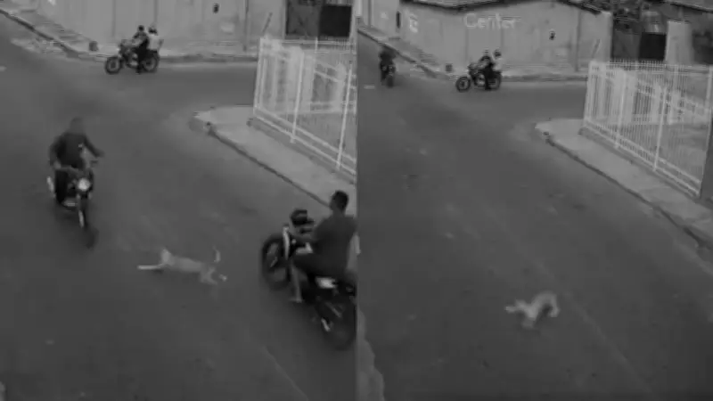 Cadela atropelada por moto no Piauí; tutor suspeito de maus-tratos