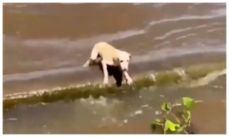 Cadela à deriva no Rio Amazonas é resgatada por tripulantes de barco