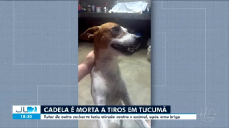 Cadela Margarida morta a tiros em Tucumã; suspeito tem prisão pedida