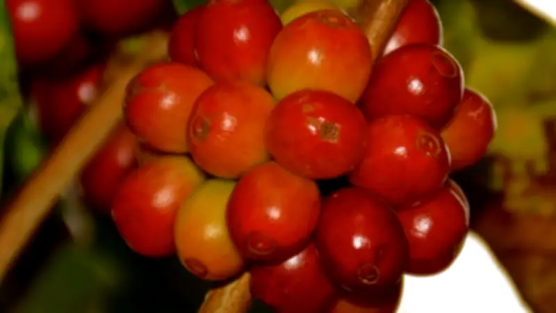 Café especial transforma produção no Sul de Minas com qualidade e rentabilidade