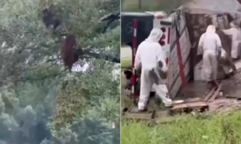 Caminhão com 24 milhões de abelhas tomba no Texas e isola bairro
