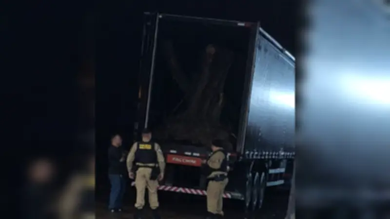 Caminhão com oliveiras centenárias contrabandeadas é interceptado; homem preso