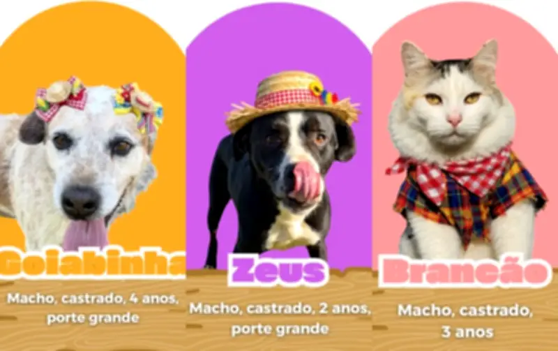 Campanha 'ArraiAU' usa festa junina para incentivar adoção de animais em Tietê