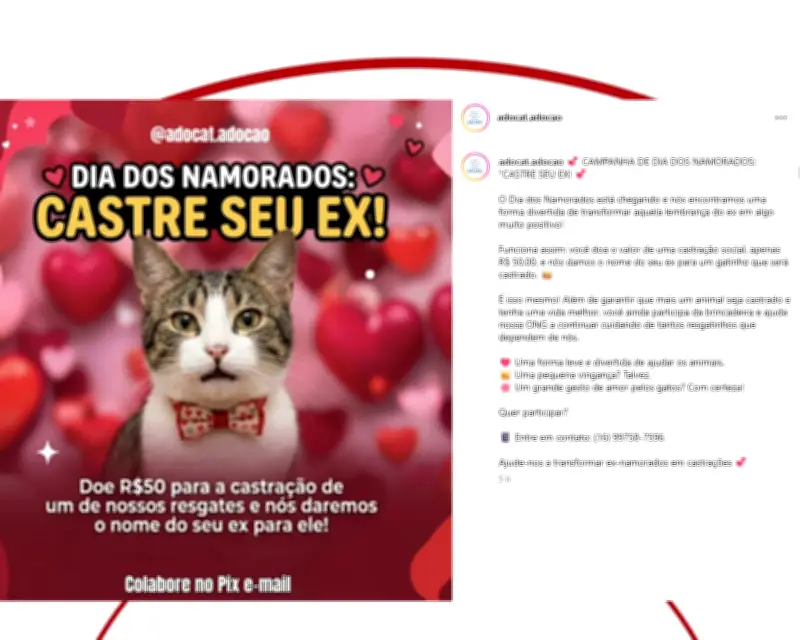 Campanha 'Castre seu ex' arrecada doações para castrar gatos