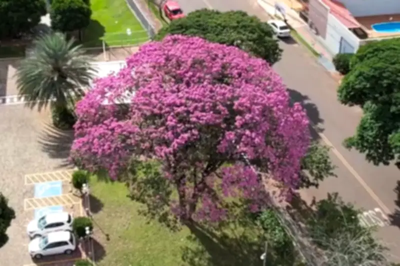 Campo Grande cria programa de proteção aos ipês, árvore símbolo da cidade