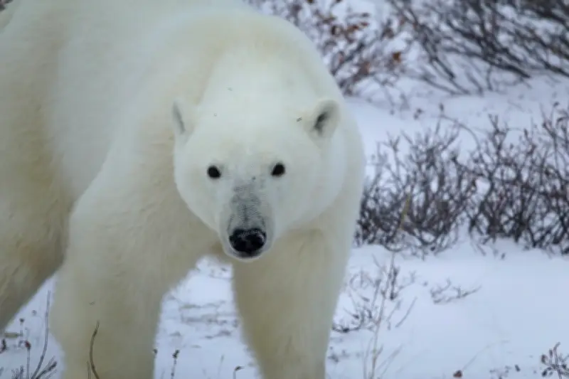 Canadá: um paraíso para observar ursos, baleias e alces na natureza