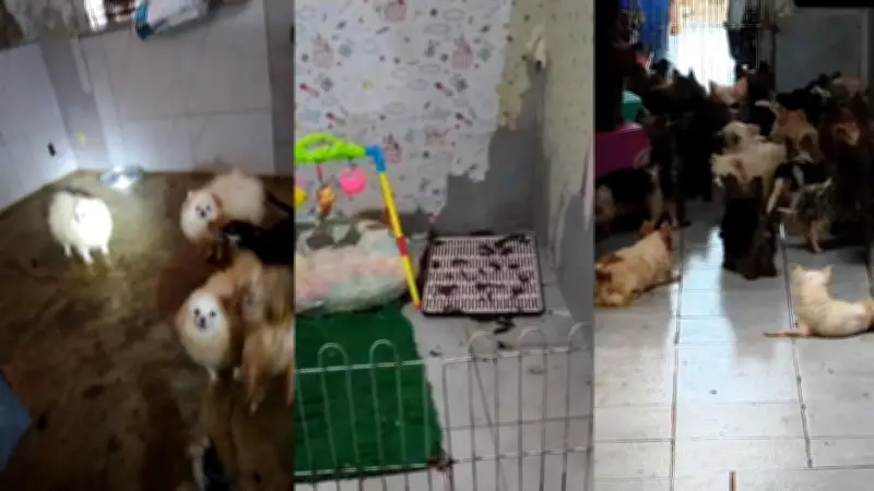 Canil clandestino com 150 cães em condições degradantes é descoberto em Paulista