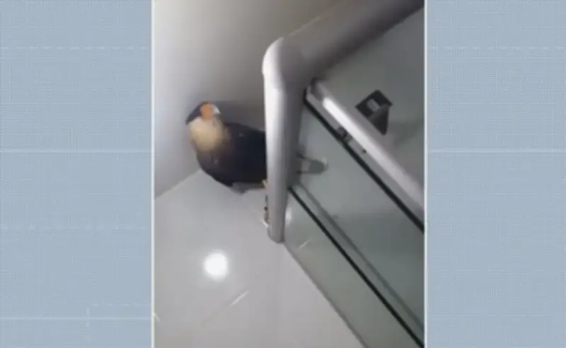 Carcará invade banheiro de apartamento em Jaboatão dos Guararapes