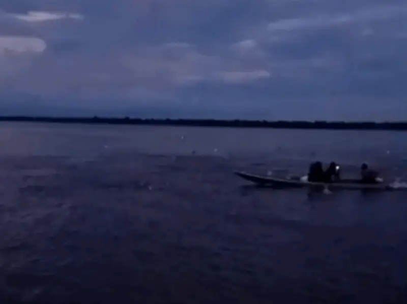 Cardume de jaraquis salta em canoa no Amazonas; vídeo impressiona