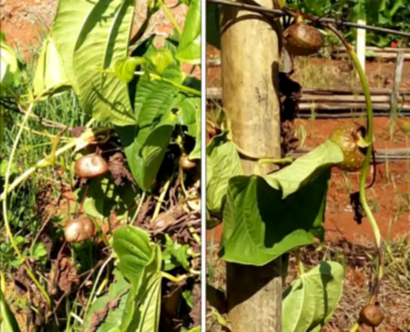 Cartilha da Epamig ensina cultivo do cará-do-ar, PANC versátil