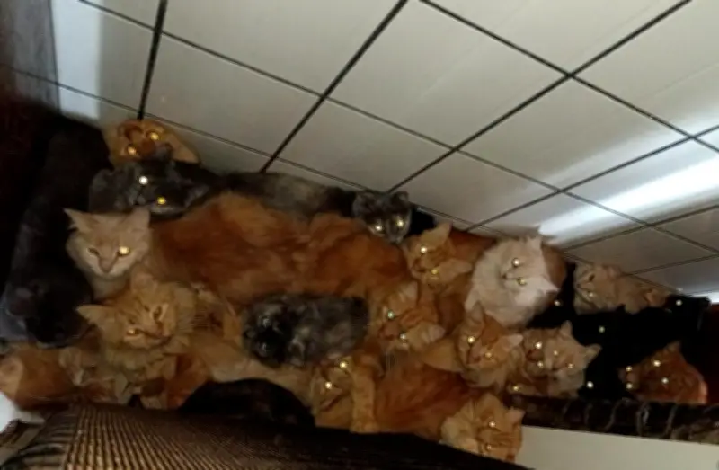 Caso dos 400 gatos em SC: custos podem chegar a R$ 500 mil