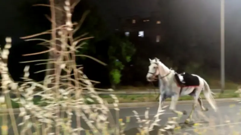 Cavalos assustados com fogos fogem por ruas de Roma e ferem quatro pessoas