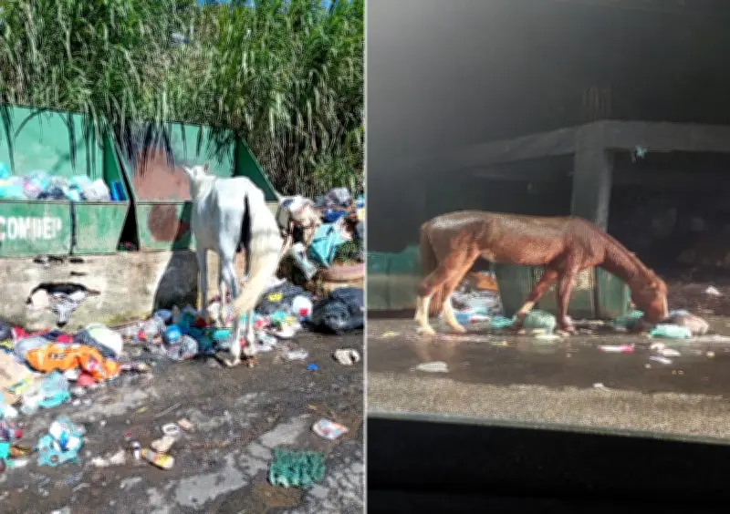 Cavalos soltos preocupam autoridades em Petrópolis; 30 resgatados em 2024