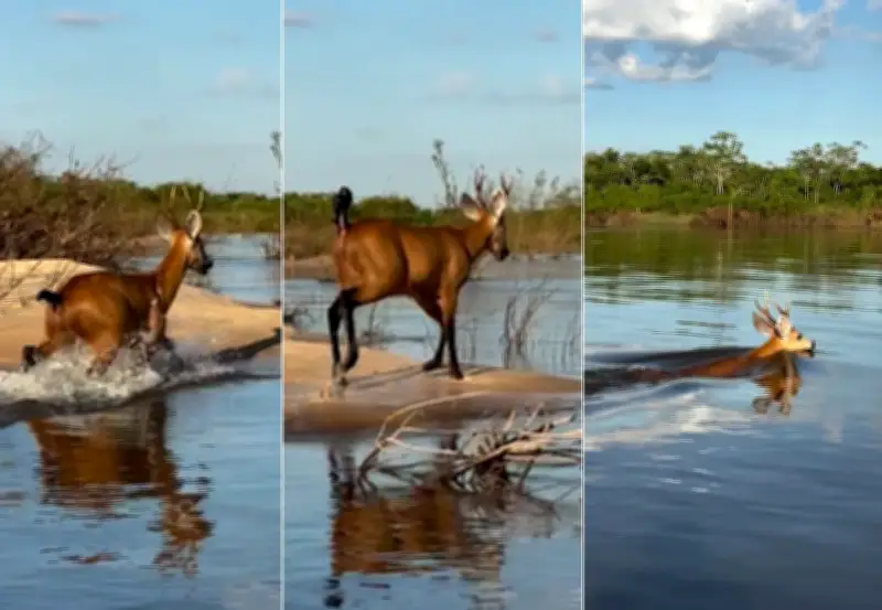 Cervo-do-pantanal é filmado nadando no rio Araguaia, em Caseara