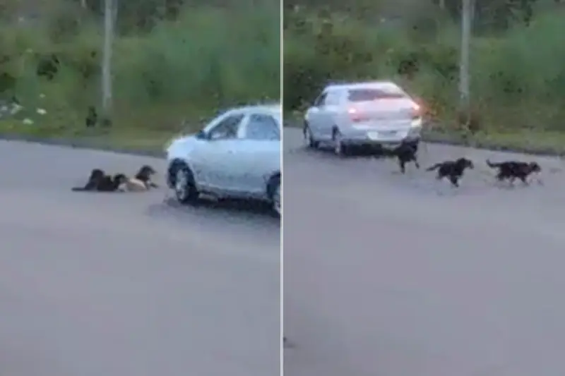 Cães são atropelados em Cananéia; dois morrem e três estão desaparecidos