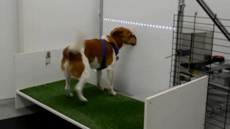 Cães treinados para farejar câncer e outras doenças em projeto inédito no Brasil