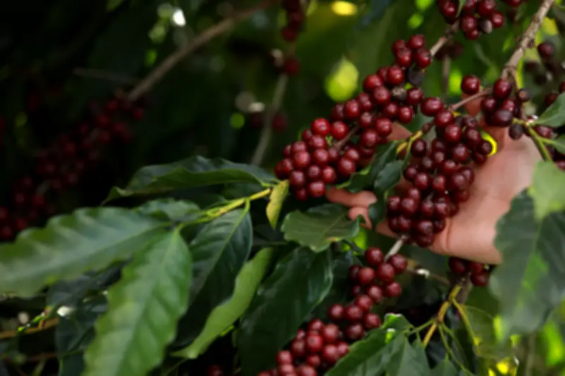 Chapada de Minas conquista selo de Indicação Geográfica para café de qualidade