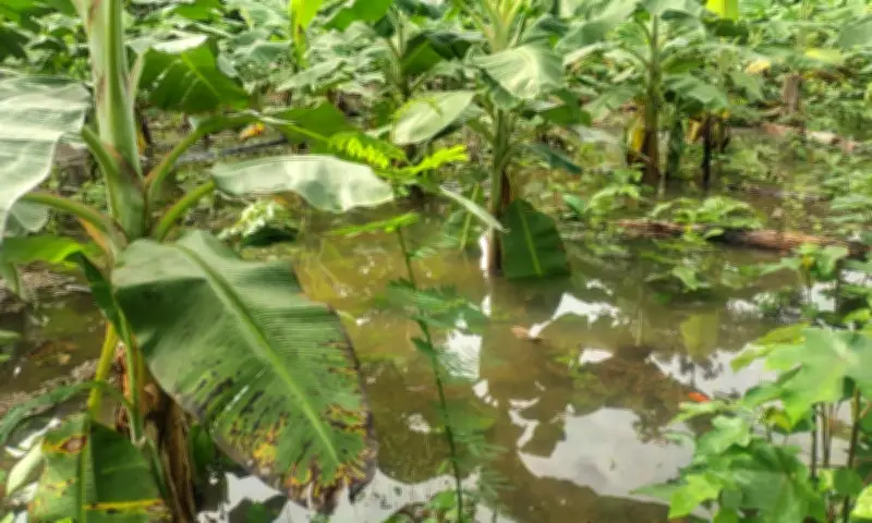 Cheia do Rio Marauiá inunda plantações e afeta indígenas no Amazonas