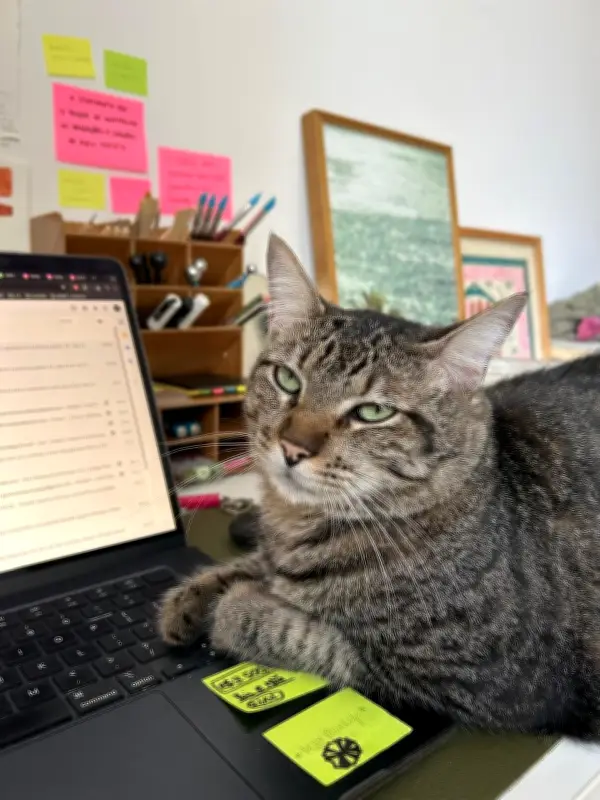 Chimi, o gato vira-lata falante, é destaque na coluna 'Amor animal'