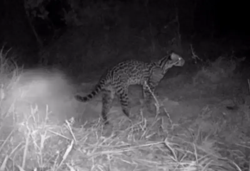 Ciclista registra animais silvestres raros com câmera noturna no TO