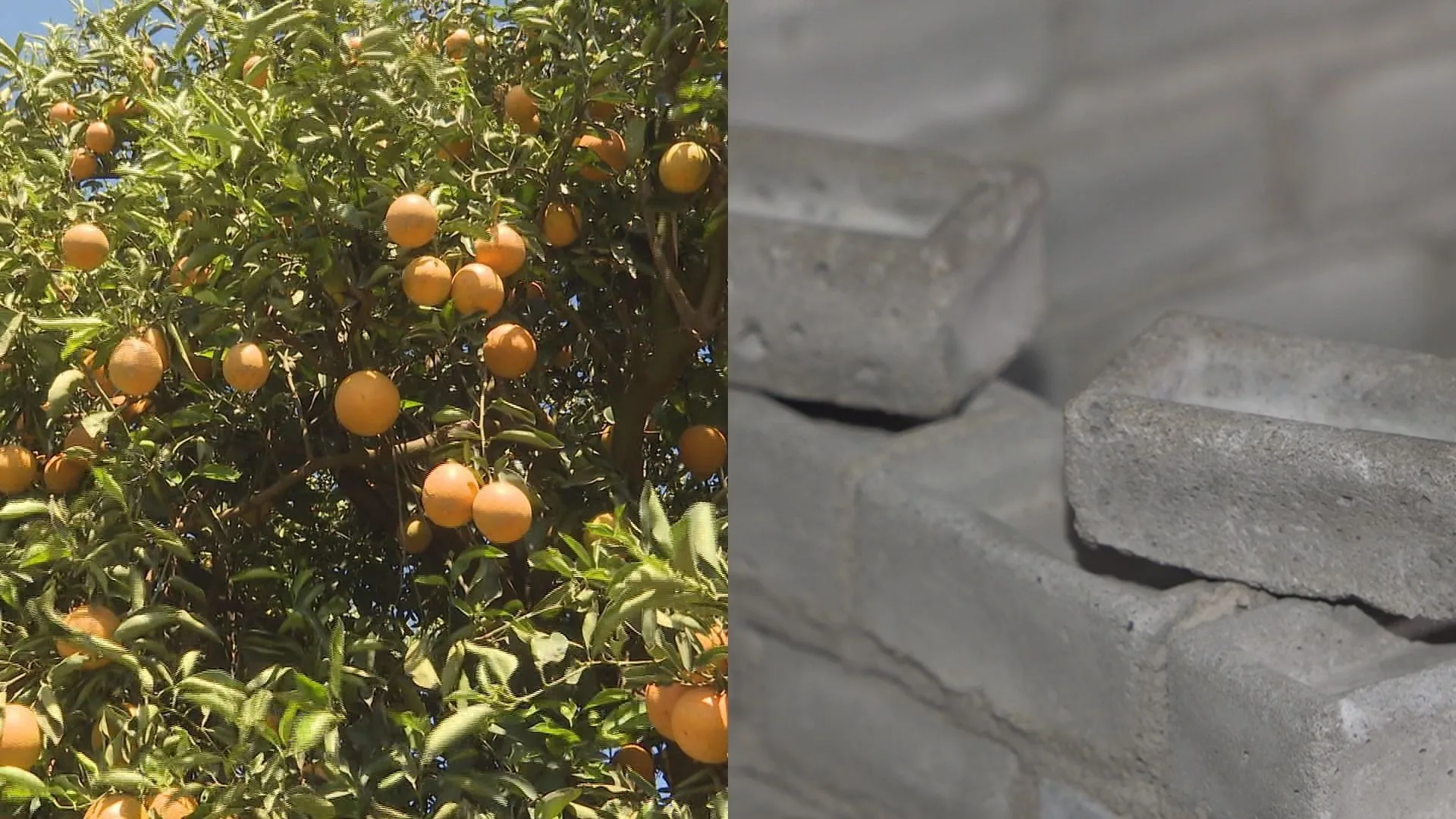 Estudantes do Paraná criam cimento com casca de laranja para substituir cal em tijolos